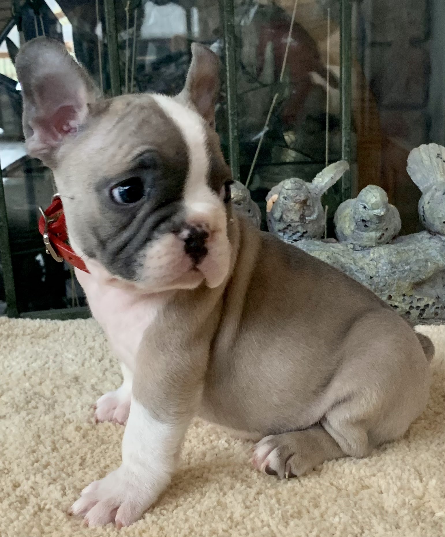 BARKLEY-9655 lilac with most white male French Bulldog - The French Bulldog