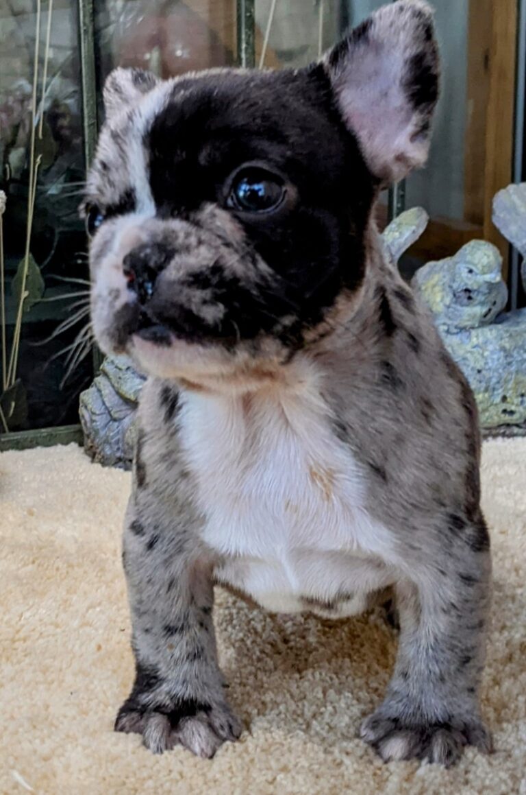 Dino-2249 blue merle male French Bulldog - The French Bulldog