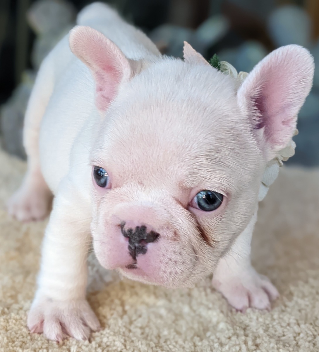 Fantasia-9193 white female French Bulldog - The French Bulldog