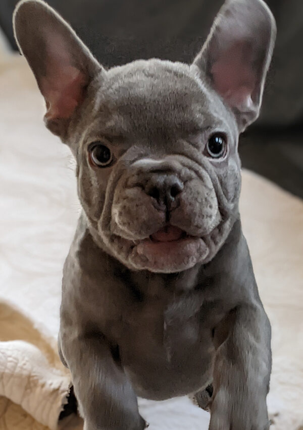 SOLD-French Bulldog Puppies Archives - The French Bulldog