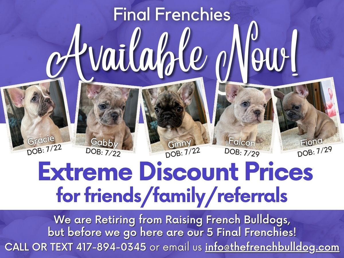 Lilac French Bulldogs - The French Bulldog